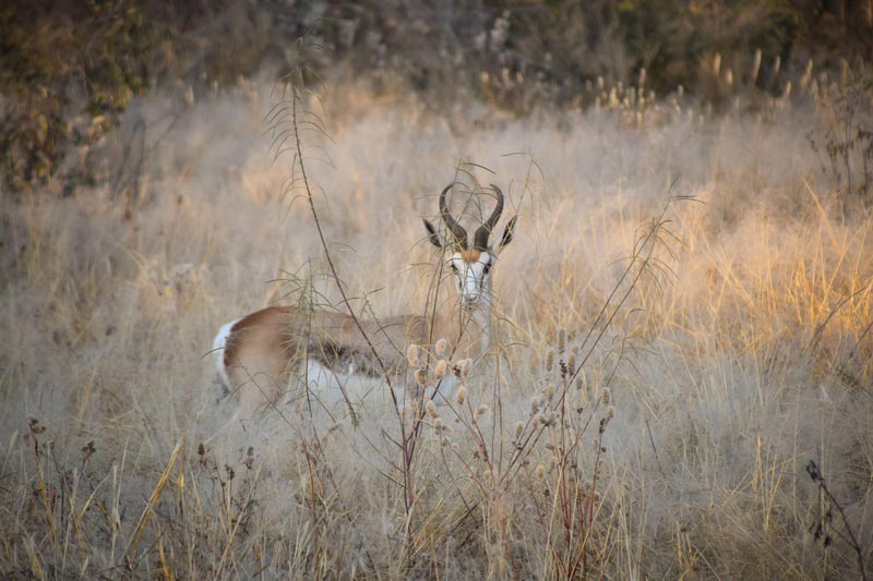 Afrika Hunting aus Deutschlad Ihre Jagd in Südafrika buchen